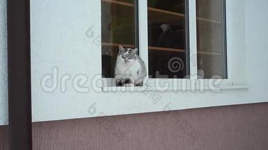 冬天猫坐在窗台上